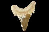 Serrated Fossil Auriculatus Tooth - Tuzbair, Kazakhstan #173788-1